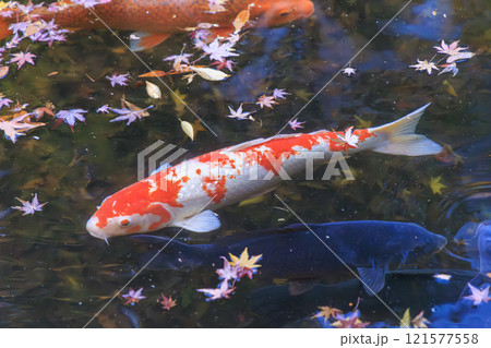 ニシキゴイ(錦鯉) 京都にて ニシキゴイ(錦鯉) 京都にて 121577558