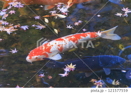 ニシキゴイ(錦鯉) 京都にて 121577559