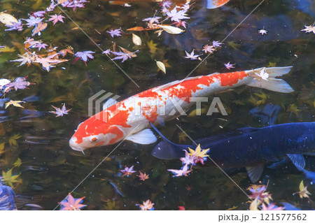 ニシキゴイ(錦鯉) 京都にて 121577562