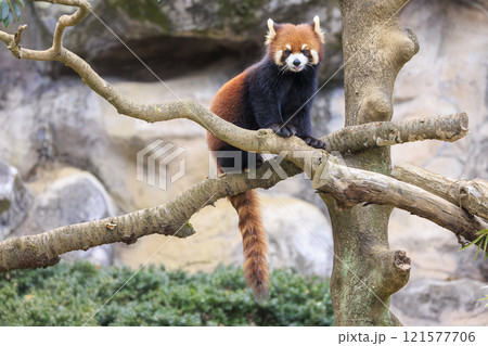 レッサーパンダ 多摩動物公園 レッサーパンダ 多摩動物公園 121577706