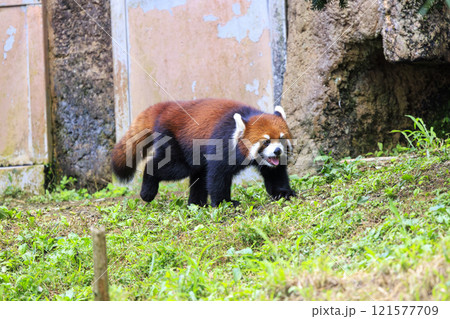 レッサーパンダ 多摩動物公園 121577709