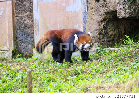 レッサーパンダ 多摩動物公園 レッサーパンダ 多摩動物公園 121577711