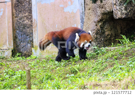 レッサーパンダ 多摩動物公園 121577712