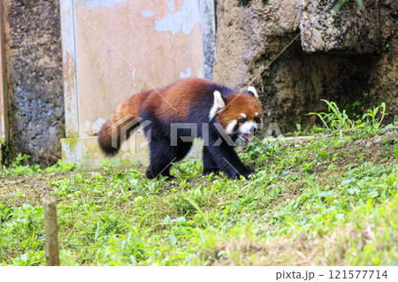 レッサーパンダ 多摩動物公園 121577714