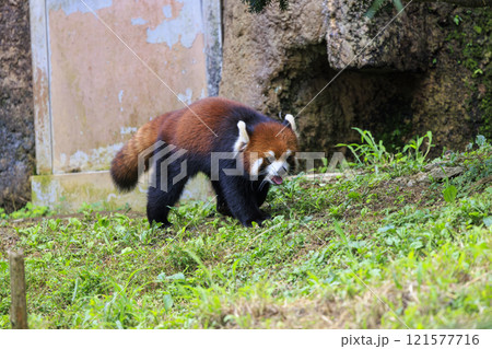 レッサーパンダ 多摩動物公園 レッサーパンダ 多摩動物公園 121577716