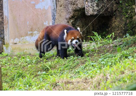 レッサーパンダ 多摩動物公園 レッサーパンダ 多摩動物公園 121577718