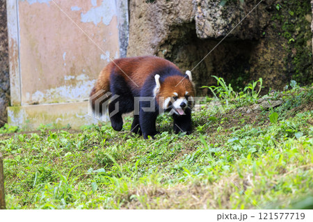 レッサーパンダ 多摩動物公園 レッサーパンダ 多摩動物公園 121577719