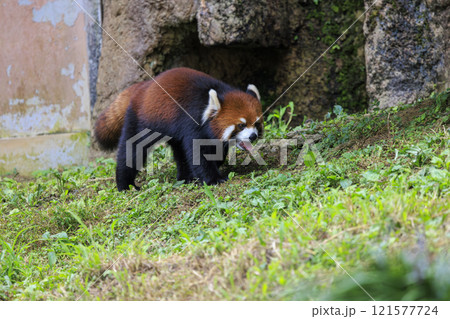 レッサーパンダ 多摩動物公園 レッサーパンダ 多摩動物公園 121577724