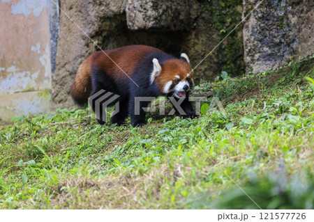 レッサーパンダ 多摩動物公園 121577726