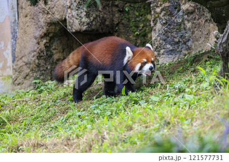 レッサーパンダ 多摩動物公園 121577731