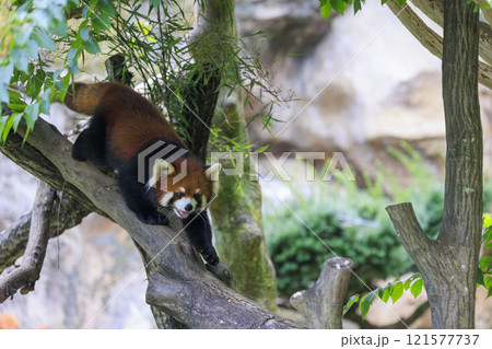 レッサーパンダ 多摩動物公園 レッサーパンダ 多摩動物公園 121577737
