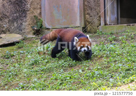 レッサーパンダ 多摩動物公園 121577750