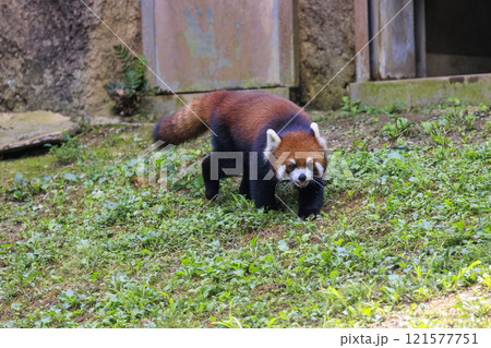 レッサーパンダ 多摩動物公園 121577751