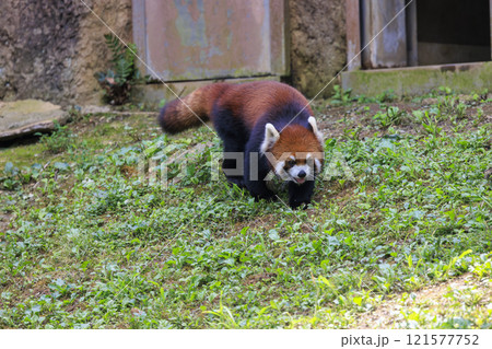 レッサーパンダ 多摩動物公園 121577752
