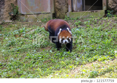 レッサーパンダ 多摩動物公園 レッサーパンダ 多摩動物公園 121577759