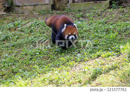 レッサーパンダ 多摩動物公園 121577761