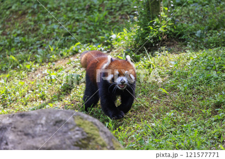 レッサーパンダ 多摩動物公園 121577771