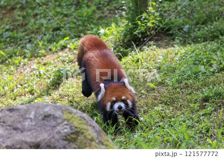 レッサーパンダ 多摩動物公園 121577772