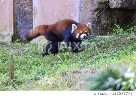 レッサーパンダ 多摩動物公園 レッサーパンダ 多摩動物公園 121577775