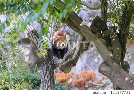 レッサーパンダ 多摩動物公園 レッサーパンダ 多摩動物公園 121577781