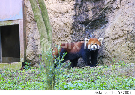 レッサーパンダ 多摩動物公園 121577803