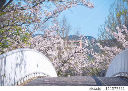 春の新船場西公園と新船場南公園 121577831