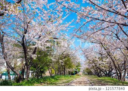 春の新船場西公園と新船場南公園 121577840