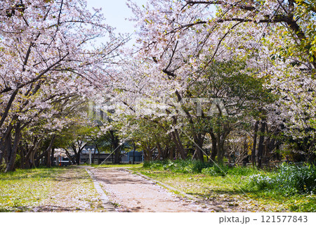 春の新船場西公園と新船場南公園 121577843