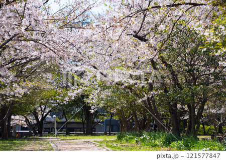 春の新船場西公園と新船場南公園 春の新船場西公園と新船場南公園 121577847