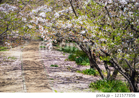 春の新船場西公園と新船場南公園 121577856
