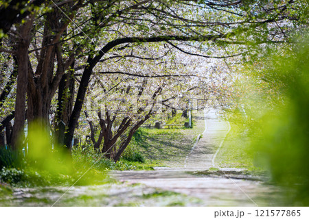 春の新船場西公園と新船場南公園 121577865