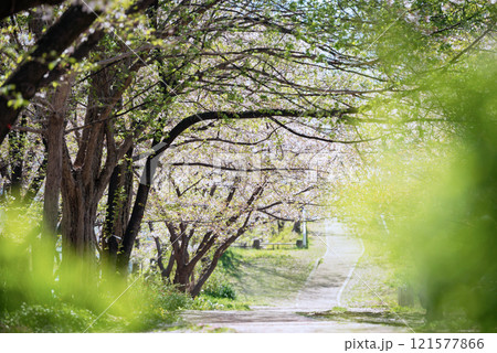 春の新船場西公園と新船場南公園 121577866