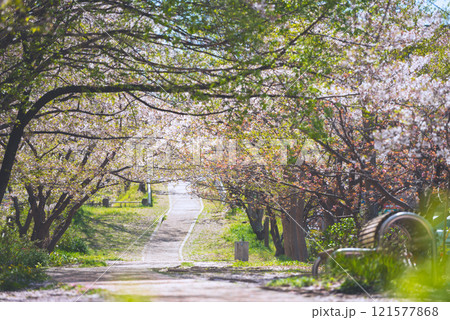 春の新船場西公園と新船場南公園 121577868