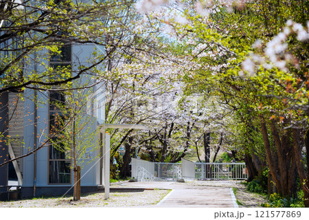 春の新船場西公園と新船場南公園 春の新船場西公園と新船場南公園 121577869