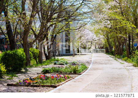春の新船場西公園と新船場南公園 121577871