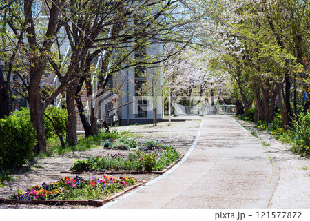 春の新船場西公園と新船場南公園 121577872