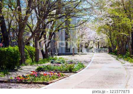 春の新船場西公園と新船場南公園 春の新船場西公園と新船場南公園 121577873