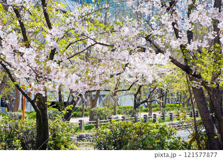 春の新船場西公園と新船場南公園 121577877