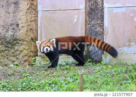 レッサーパンダ 多摩動物公園 121577907