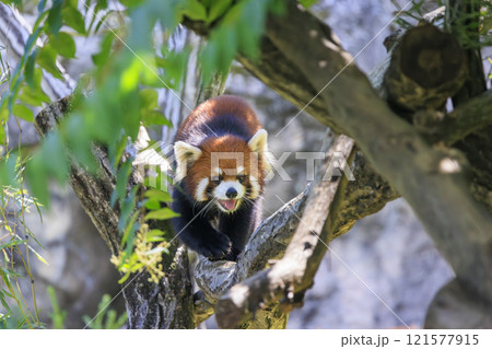 レッサーパンダ 多摩動物公園 121577915