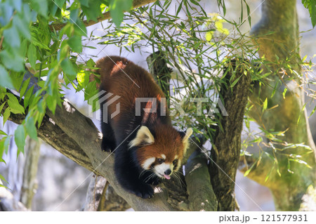 レッサーパンダ 多摩動物公園 レッサーパンダ 多摩動物公園 121577931