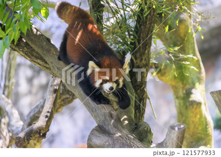 レッサーパンダ 多摩動物公園 レッサーパンダ 多摩動物公園 121577933