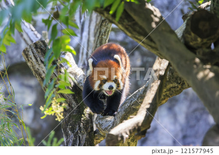 レッサーパンダ 多摩動物公園 レッサーパンダ 多摩動物公園 121577945