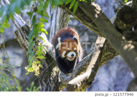 レッサーパンダ 多摩動物公園 121577946