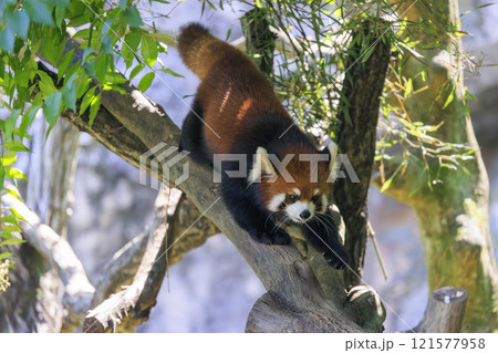 レッサーパンダ 多摩動物公園 レッサーパンダ 多摩動物公園 121577958