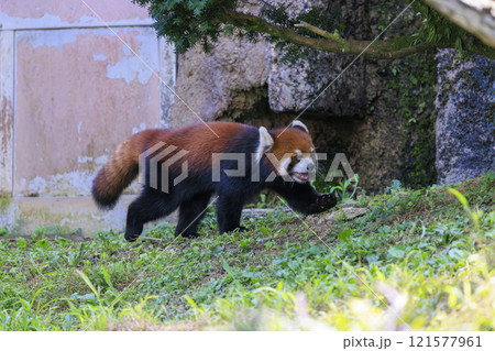 レッサーパンダ 多摩動物公園 121577961