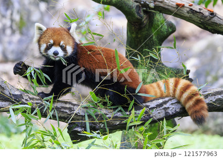 レッサーパンダ 多摩動物公園 レッサーパンダ 多摩動物公園 121577963
