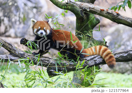 レッサーパンダ 多摩動物公園 121577964
