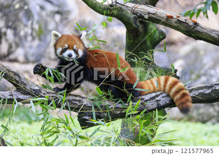 レッサーパンダ 多摩動物公園 121577965