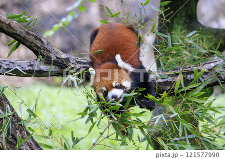 レッサーパンダ 多摩動物公園 121577990
